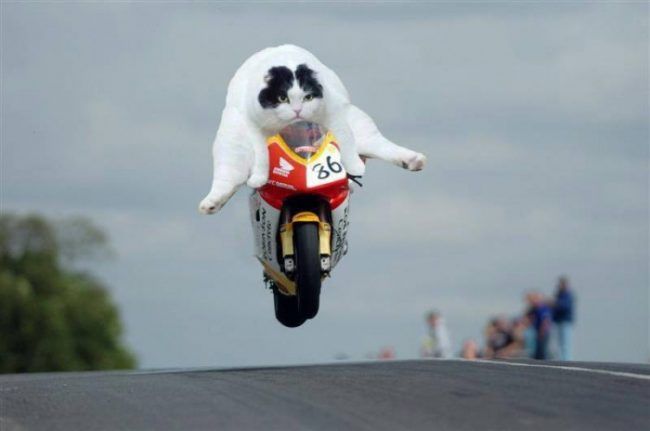 Cat on motorcycle Blank Meme Template