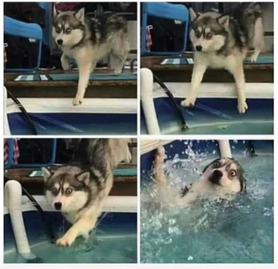 High Quality Dog falling in water Blank Meme Template
