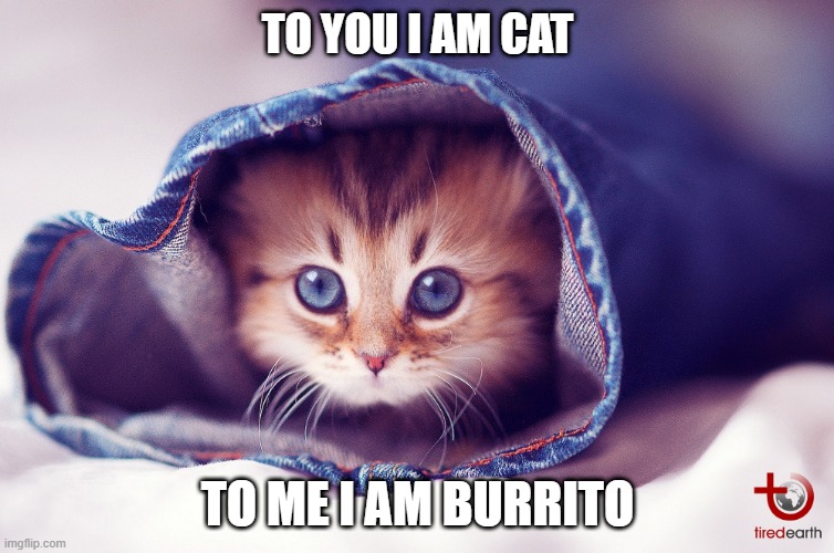Burrito Cat | TO YOU I AM CAT; TO ME I AM BURRITO | image tagged in burrito,memes,sleeve,kitten,cute,love | made w/ Imgflip meme maker