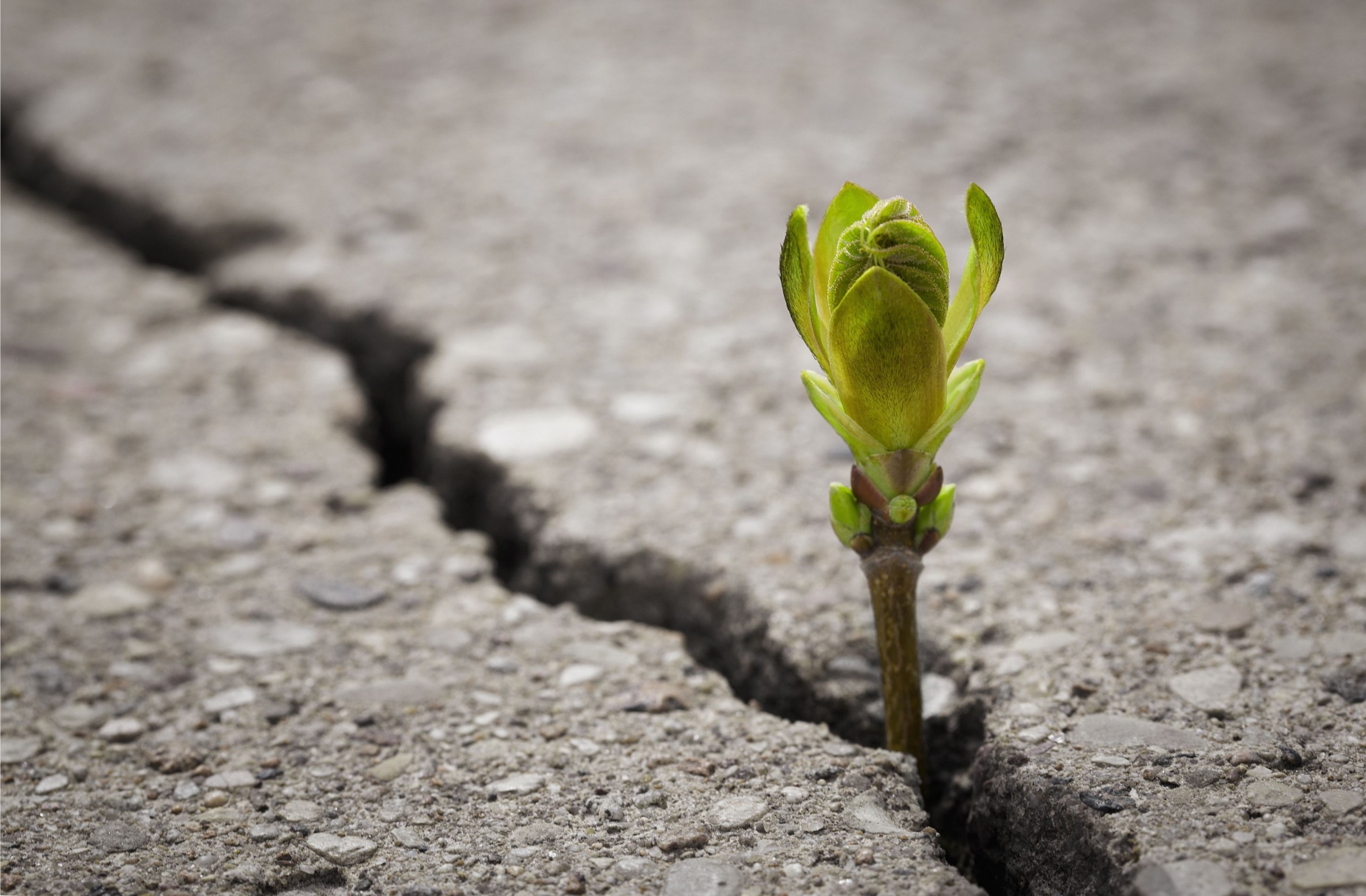 Hope Growth Bud Sprout Through Crack In Cement Pavement Blank Meme Template