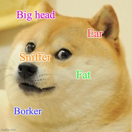Doge | Big head; Ear; Sniffer; Fat; Borker | image tagged in memes,doge | made w/ Imgflip meme maker