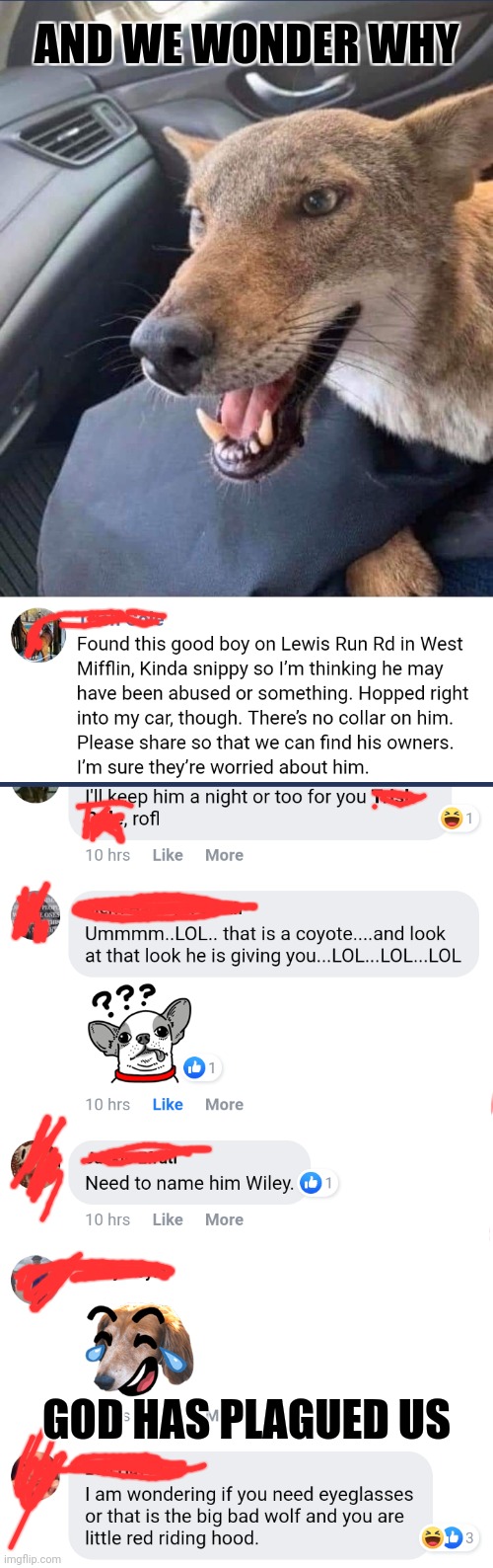 This woman runs a rescue, and she was dead serious. | AND WE WONDER WHY; GOD HAS PLAGUED US | image tagged in cuyote,dumb,2020,wild animal,omg,lol | made w/ Imgflip meme maker