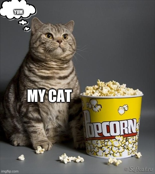 Cat eating popcorn |  YUM; MY CAT | image tagged in cat eating popcorn | made w/ Imgflip meme maker