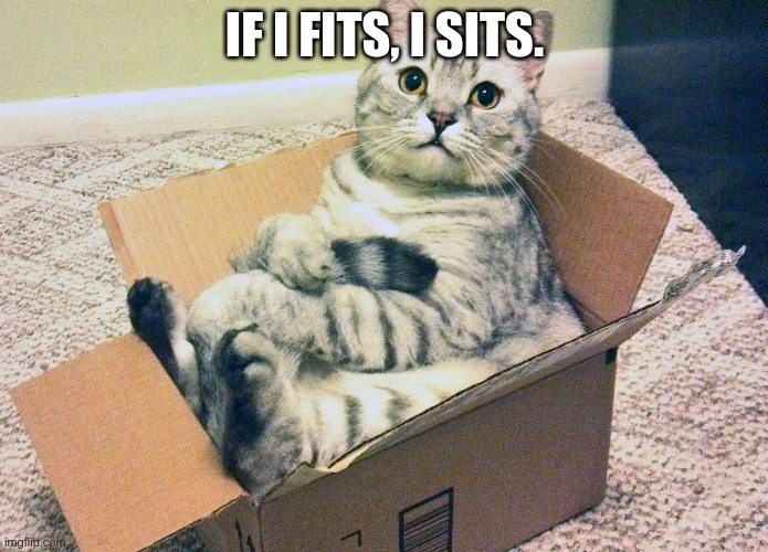 Cat in Box |  IF I FITS, I SITS. | image tagged in cat in box | made w/ Imgflip meme maker