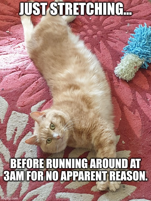 stretching cat |  JUST STRETCHING... BEFORE RUNNING AROUND AT 3AM FOR NO APPARENT REASON. | image tagged in stretching cat | made w/ Imgflip meme maker