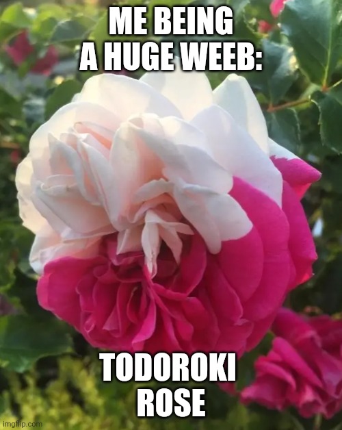 ME BEING A HUGE WEEB:; TODOROKI 
ROSE | image tagged in funny | made w/ Imgflip meme maker