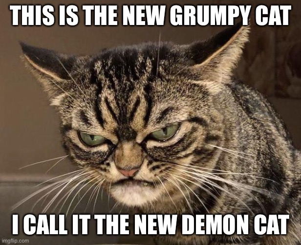 ANGRY CAT | THIS IS THE NEW GRUMPY CAT; I CALL IT THE NEW DEMON CAT | image tagged in angry cat,demon,grumpy cat | made w/ Imgflip meme maker