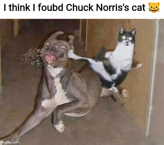 GET REKT | I think I foubd Chuck Norris's cat 🐱 | image tagged in get rekt,chuck norris,chuck norris cat,roundhouse kick,roadhouse,lol | made w/ Imgflip meme maker