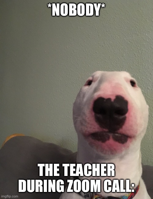 Walter | *NOBODY*; THE TEACHER DURING ZOOM CALL: | image tagged in zoom,online school,school | made w/ Imgflip meme maker