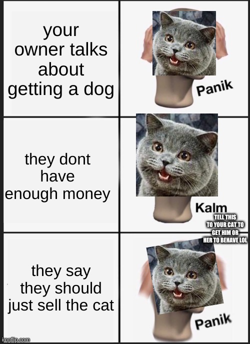 Panik Kalm Panik | your owner talks about getting a dog; they dont have enough money; TELL THIS TO YOUR CAT TO GET HIM OR HER TO BEHAVE LOL; they say they should just sell the cat | image tagged in memes,panik kalm panik | made w/ Imgflip meme maker