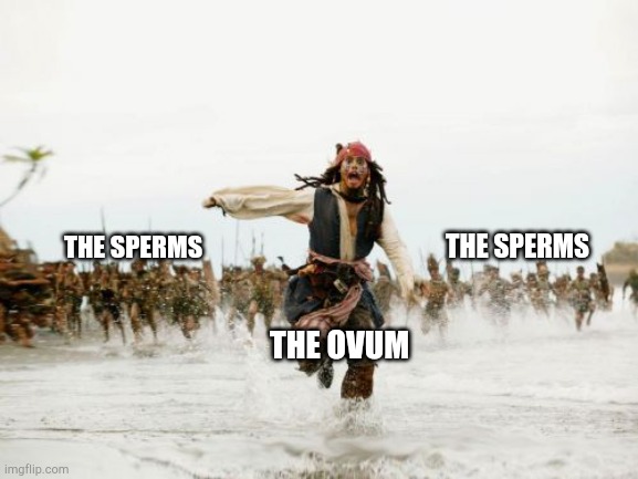 Jack Sparrow Being Chased | THE SPERMS; THE SPERMS; THE OVUM | image tagged in memes,jack sparrow being chased | made w/ Imgflip meme maker