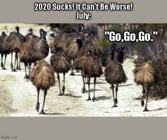 Emus Are Back...with intelligence! | 2020 Sucks! It Can't Be Worse!
July:; "Go,Go,Go." | image tagged in emu | made w/ Imgflip meme maker