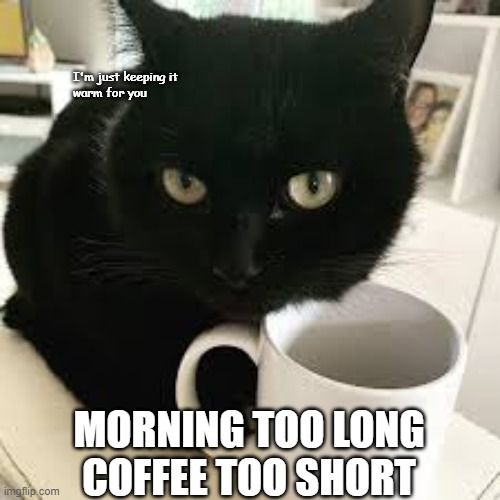 Morning long | I'm just keeping it 
warm for you; MORNING TOO LONG
COFFEE TOO SHORT | image tagged in cat,coffee | made w/ Imgflip meme maker