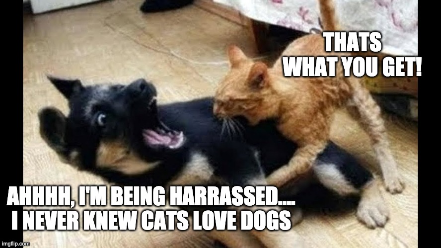 Dog vs. Cat | THATS WHAT YOU GET! AHHHH, I'M BEING HARRASSED.... I NEVER KNEW CATS LOVE DOGS | image tagged in sexual harrassment,dog,cat,help,fear,funny | made w/ Imgflip meme maker