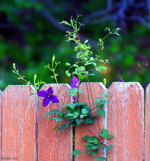 privacy fence | image tagged in flowers,blue | made w/ Imgflip meme maker