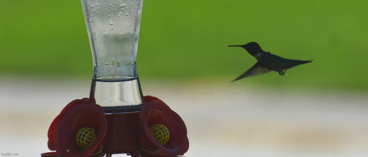 humming bird | image tagged in humming bird,feeder | made w/ Imgflip meme maker