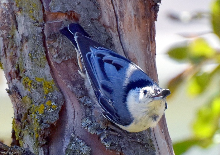 nuthatch | image tagged in nuthatch,bird | made w/ Imgflip meme maker