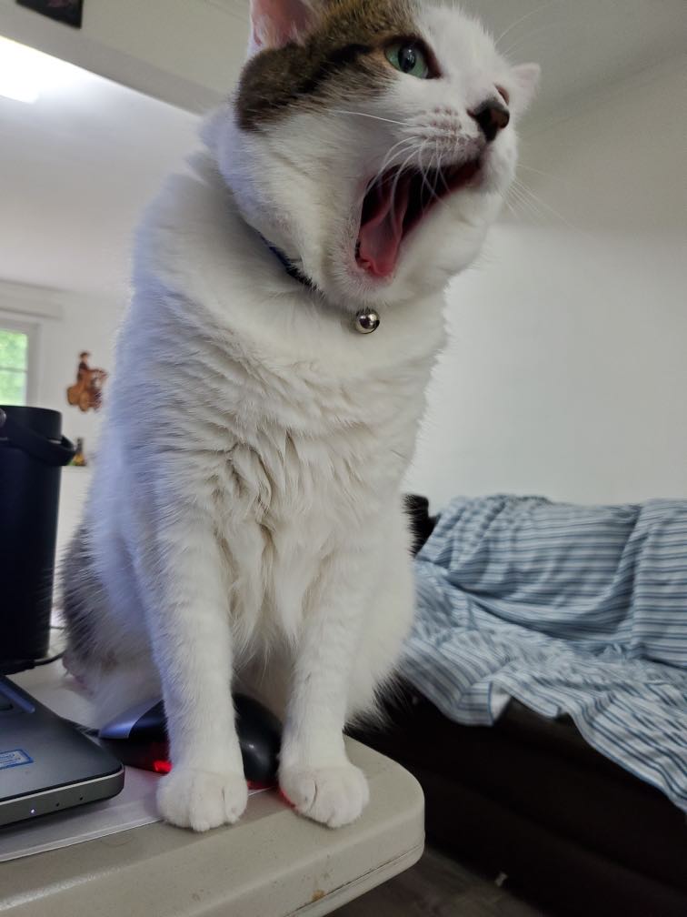 yawning cat Blank Meme Template