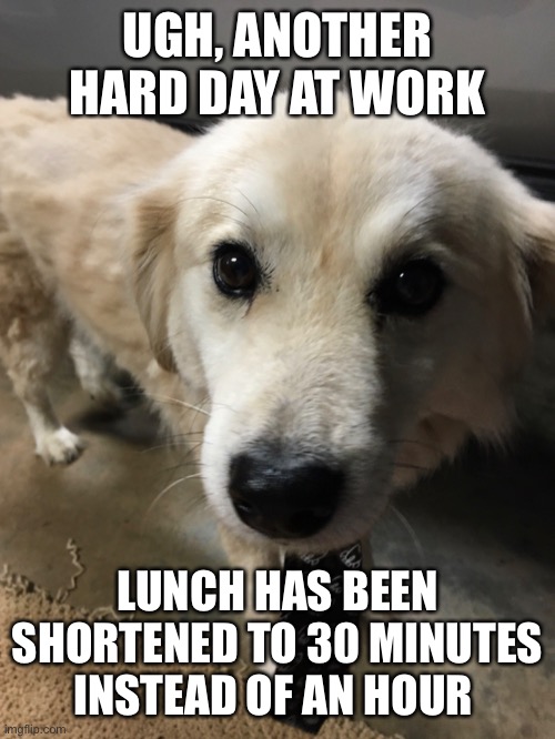 Shortened lunch at work | UGH, ANOTHER HARD DAY AT WORK; LUNCH HAS BEEN SHORTENED TO 30 MINUTES INSTEAD OF AN HOUR | image tagged in dogs,work,lunch,mad | made w/ Imgflip meme maker