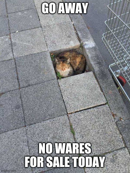 KITTY ISN'T SELLING TODAY | GO AWAY; NO WARES FOR SALE TODAY | image tagged in cats,funny cats | made w/ Imgflip meme maker