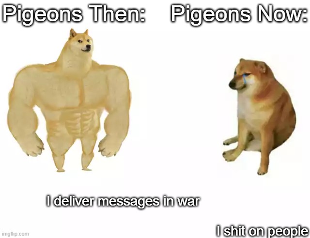 pigeons are nasty | Pigeons Then:    Pigeons Now:; I deliver messages in war                                               
                                                         I shit on people | image tagged in buff doge vs cheems | made w/ Imgflip meme maker