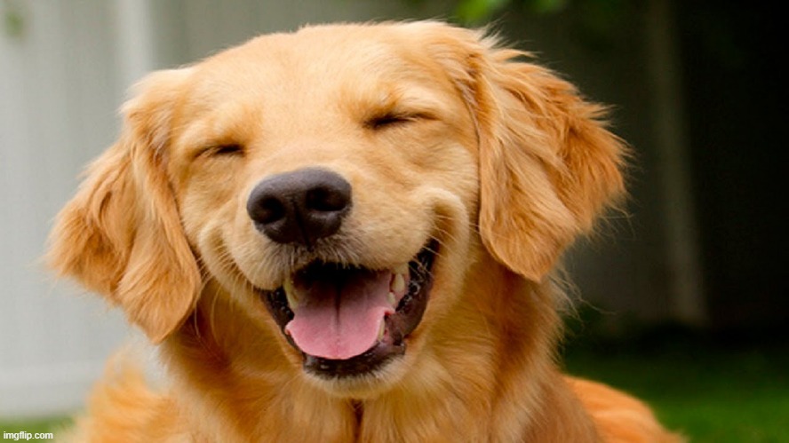 smiling dog | image tagged in smiling dog | made w/ Imgflip meme maker