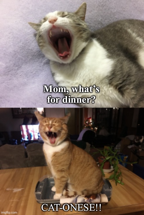 Mom, what’s for dinner? CAT-ONESE!! | image tagged in kjnolan | made w/ Imgflip meme maker