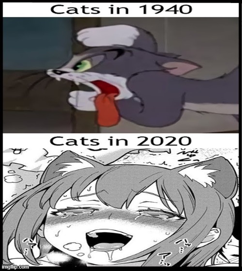 what a difference in the neko world | image tagged in cats,tom,anime,e | made w/ Imgflip meme maker