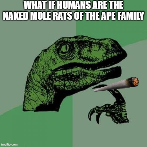 Philosoraptor | WHAT IF HUMANS ARE THE NAKED MOLE RATS OF THE APE FAMILY | image tagged in memes,philosoraptor | made w/ Imgflip meme maker