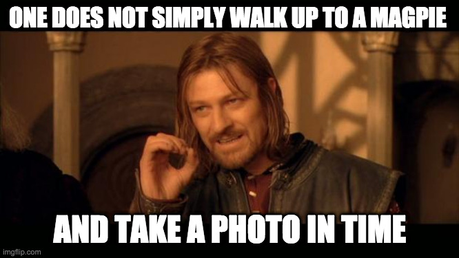 Sean Bean Lord Of The Rings | ONE DOES NOT SIMPLY WALK UP TO A MAGPIE; AND TAKE A PHOTO IN TIME | image tagged in sean bean lord of the rings | made w/ Imgflip meme maker