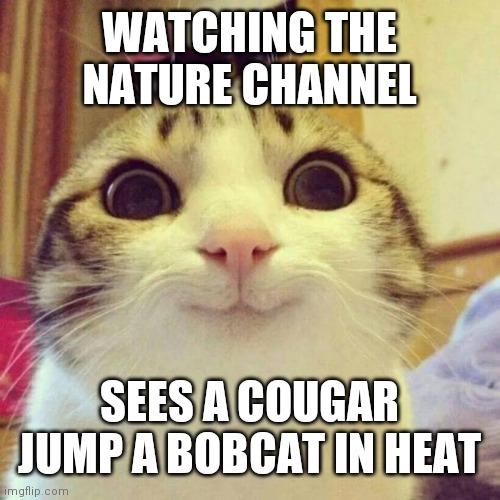 Smiling Cat Meme | WATCHING THE NATURE CHANNEL; SEES A COUGAR JUMP A BOBCAT IN HEAT | image tagged in memes,smiling cat | made w/ Imgflip meme maker