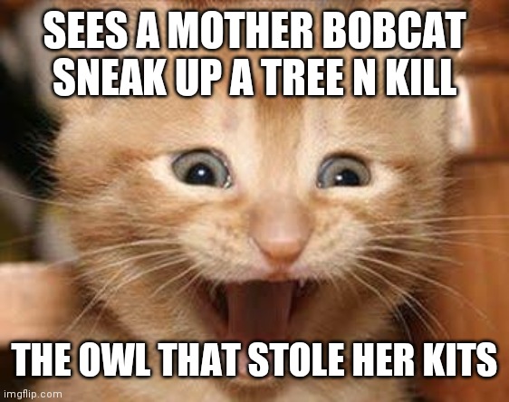 Excited Cat | SEES A MOTHER BOBCAT SNEAK UP A TREE N KILL; THE OWL THAT STOLE HER KITS | image tagged in memes,excited cat | made w/ Imgflip meme maker