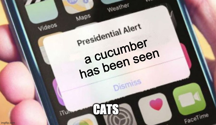 ok thats it i rly need 2 get some sleep | a cucumber has been seen; CATS | image tagged in memes | made w/ Imgflip meme maker