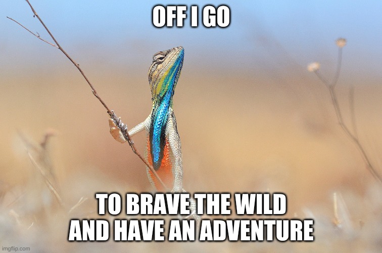 What a little adventurer | OFF I GO; TO BRAVE THE WILD AND HAVE AN ADVENTURE | image tagged in lizard,brave | made w/ Imgflip meme maker