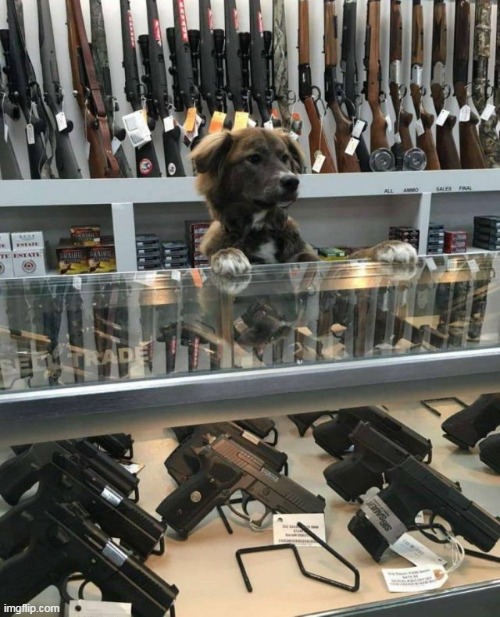 dog gun | image tagged in dogs | made w/ Imgflip meme maker