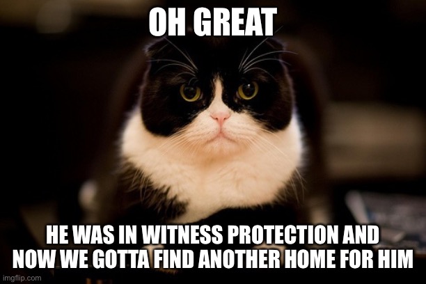Upset cat | OH GREAT HE WAS IN WITNESS PROTECTION AND NOW WE GOTTA FIND ANOTHER HOME FOR HIM | image tagged in upset cat | made w/ Imgflip meme maker
