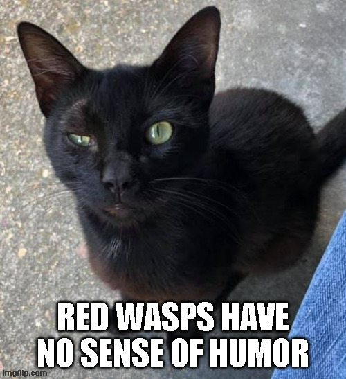 Nipper the cat vs Red Wasp | RED WASPS HAVE NO SENSE OF HUMOR | image tagged in cat,red wasp | made w/ Imgflip meme maker