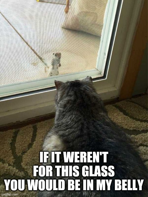 YOU'RE LUCKY | IF IT WEREN'T FOR THIS GLASS
YOU WOULD BE IN MY BELLY | image tagged in cats,funny cats | made w/ Imgflip meme maker