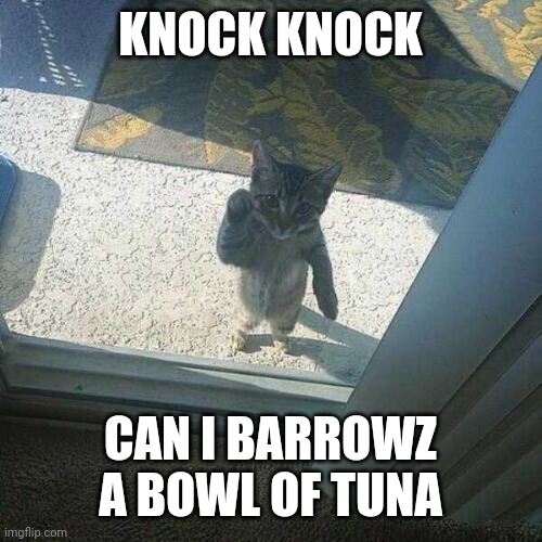 KNOCK KNOCK | KNOCK KNOCK; CAN I BARROWZ A BOWL OF TUNA | image tagged in cats,funny cats | made w/ Imgflip meme maker