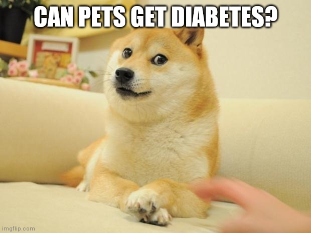 Doge 2 Meme | CAN PETS GET DIABETES? | image tagged in memes,doge 2 | made w/ Imgflip meme maker