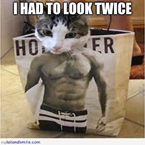muscle cat | I HAD TO LOOK TWICE | image tagged in muscle cat | made w/ Imgflip meme maker