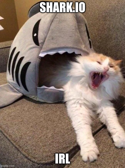 scared cat | SHARK.IO; IRL | image tagged in scared cat | made w/ Imgflip meme maker