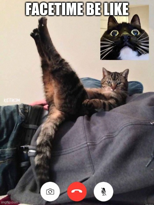 cat facetime | FACETIME BE LIKE | image tagged in cat facetime | made w/ Imgflip meme maker