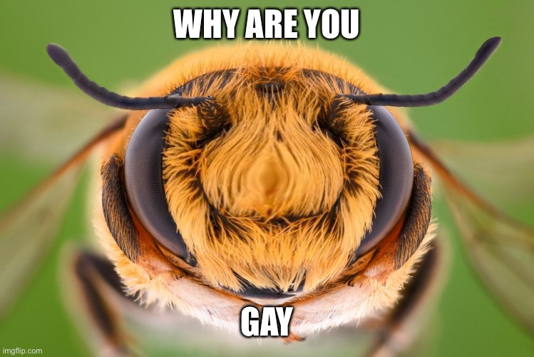 WHY ARE YOU; GAY | image tagged in bees | made w/ Imgflip meme maker