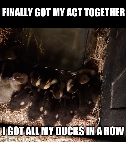 Ducks in a row | FINALLY GOT MY ACT TOGETHER; I GOT ALL MY DUCKS IN A ROW | image tagged in ducks in a row | made w/ Imgflip meme maker