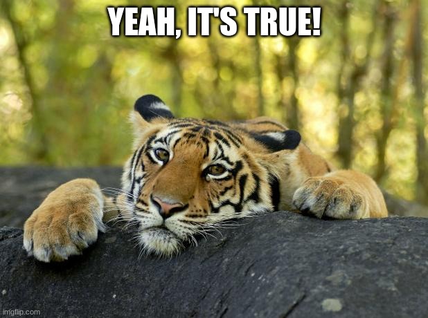 Confession Tiger | YEAH, IT'S TRUE! | image tagged in confession tiger | made w/ Imgflip meme maker