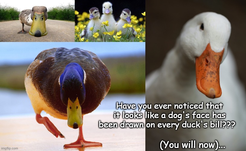 Ducks & Dogs... |  Have you ever noticed that it looks like a dog's face has been drawn on every duck's bill??? (You will now)... | image tagged in duck bill,dog face,noticed | made w/ Imgflip meme maker