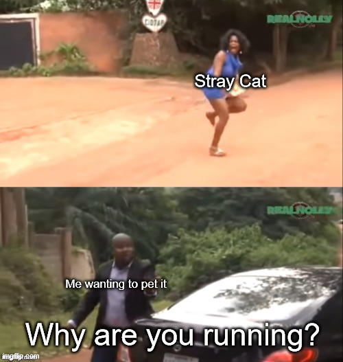Why are you running |  Stray Cat; Me wanting to pet it; Why are you running? | image tagged in why are you running | made w/ Imgflip meme maker