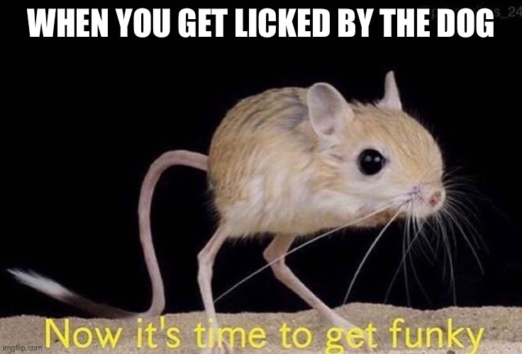 Now it’s time to get funky | WHEN YOU GET LICKED BY THE DOG | image tagged in now its time to get funky | made w/ Imgflip meme maker