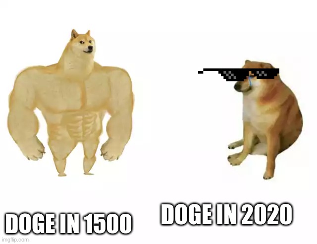 Buff Doge vs. Cheems Meme | DOGE IN 2020 DOGE IN 1500 | image tagged in buff doge vs cheems | made w/ Imgflip meme maker